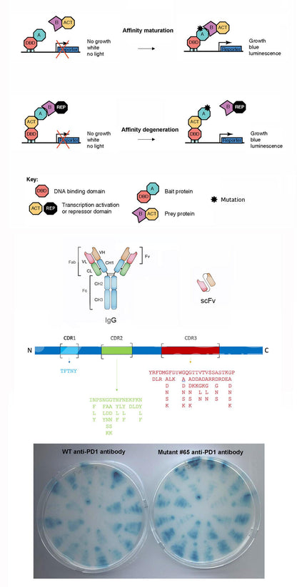 Affinity Maturation or Degeneration for Custom Antibody