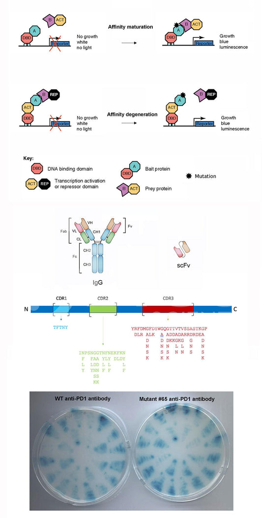 Affinity Maturation or Degeneration for Custom Antibody