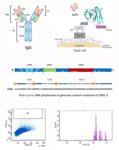 Affinity Maturation or Degeneration for Custom Antibody