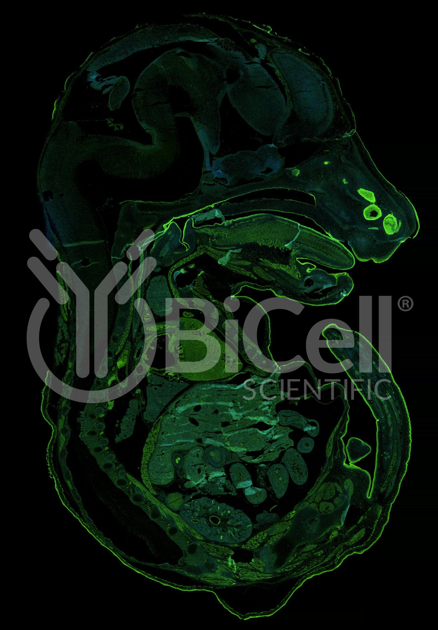Aquaporin-3 (AQP3) Antibody - FFPE Validated