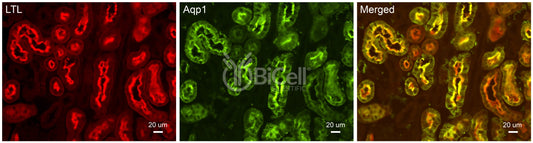 Aquaporin-1 (AQP1) Antibody - Western Blot Validated