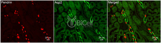 Aquaporin-2 (AQP2) (Rat) Antibody