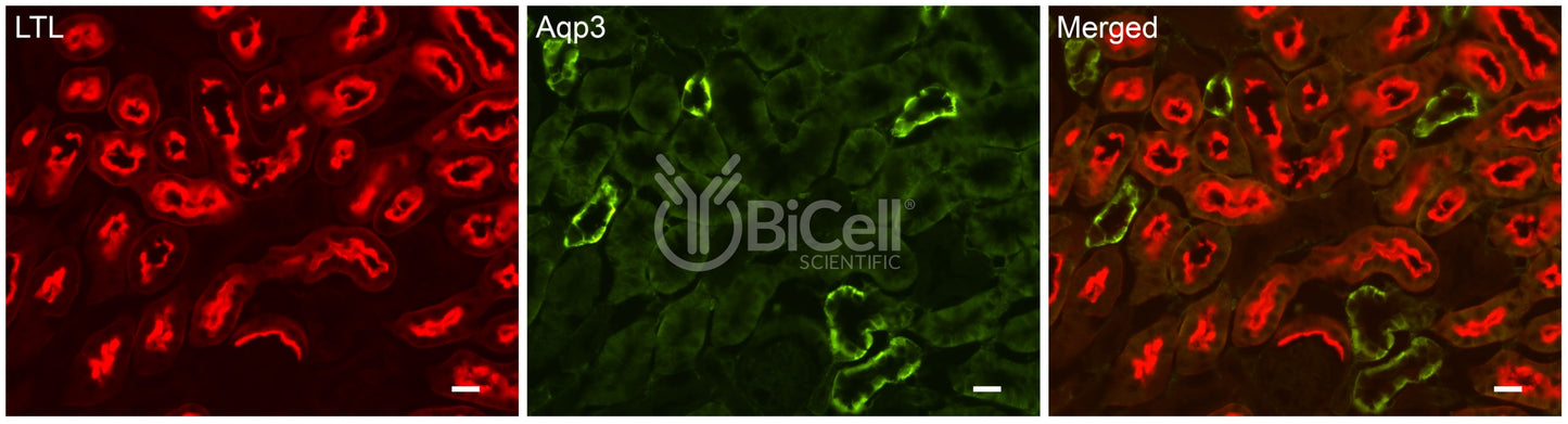 Aquaporin-3 (AQP3) Antibody - Western Blot Validated
