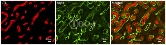 Aquaporin-4 (AQP4) Antibody - Western Blot Validated