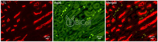 Aquaporin-6 (AQP6) Antibody - FFPE Validated