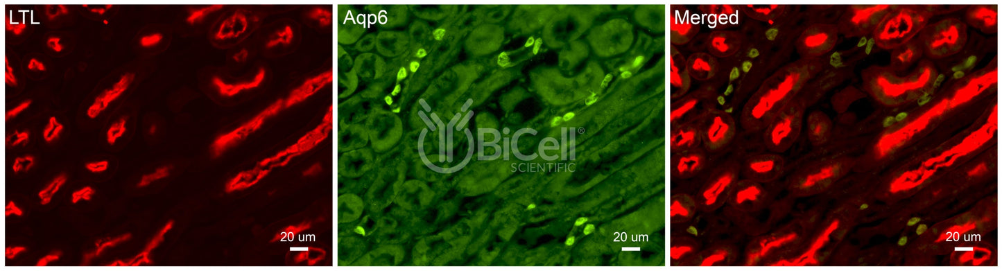 Aquaporin-6 (AQP6) Antibody