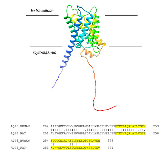 Aquaporin-6 (AQP6) (Human) Antibody
