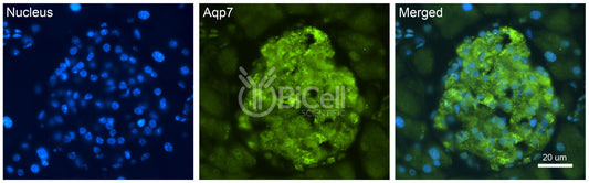 Aquaporin-7 (AQP7) Antibody - Western Blot Validated