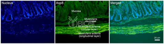 Aquaporin-8 (AQP8) Antibody - FFPE Validated