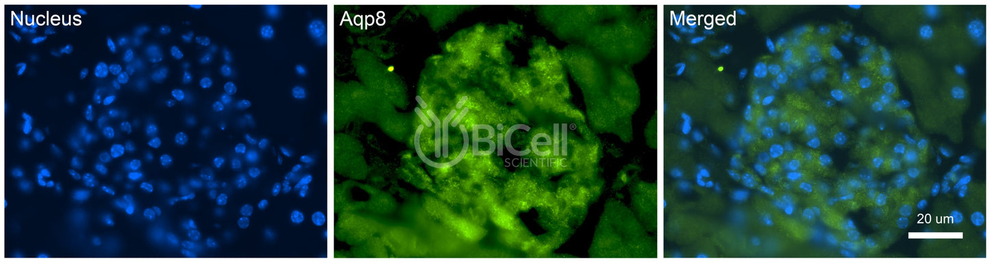Aquaporin-8 (AQP8) Antibody - Western Blot Validated