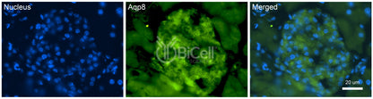 Aquaporin-8 (AQP8) Antibody - Western Blot Validated