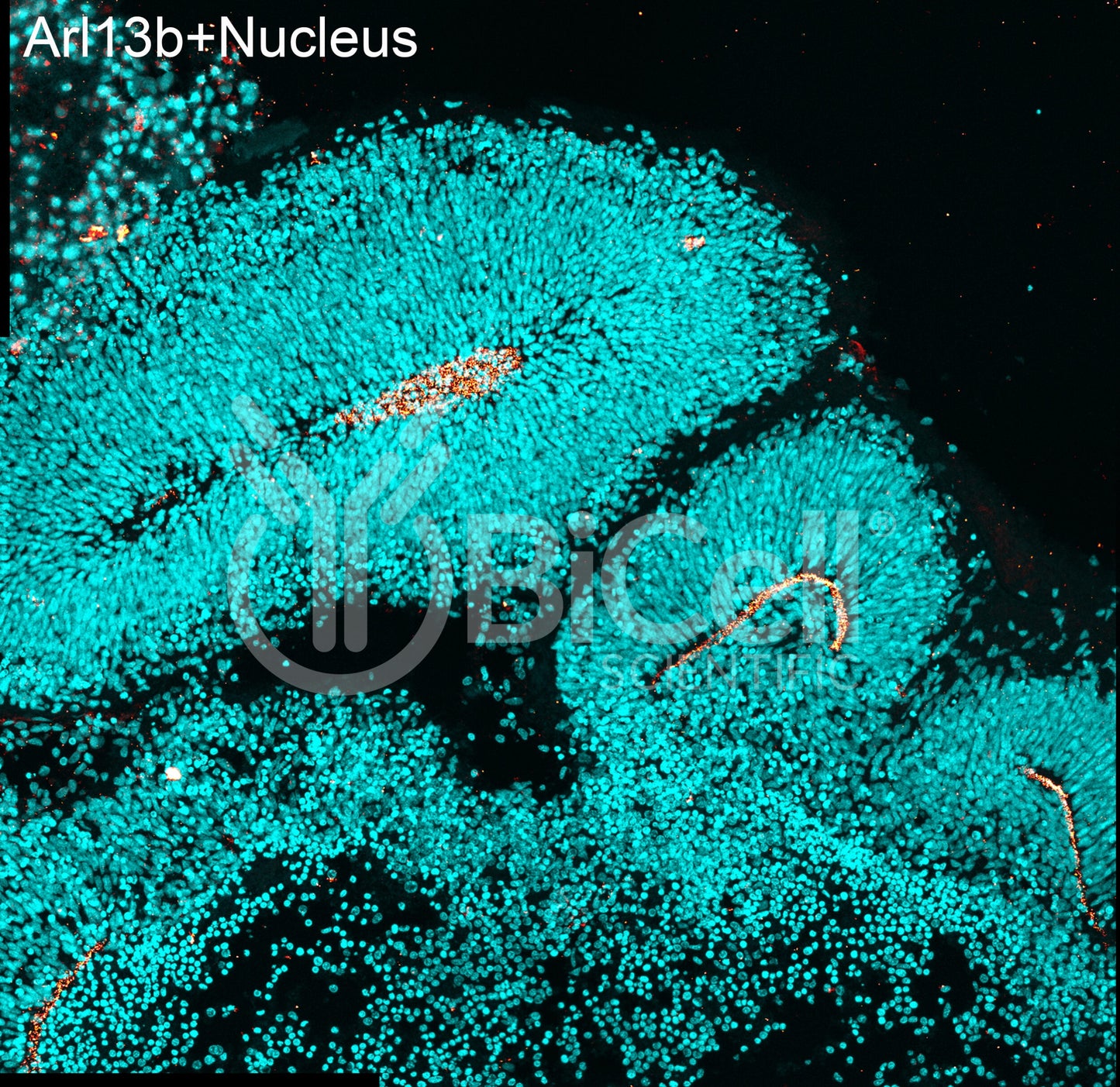 ARL13B (ARL2L1) HiRe Antibody