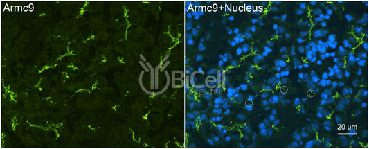 ARMC9 Antibody