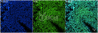 ATM Antibody - Western Blot Validated