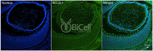 BCL2L1 (Bcl-X) Antibody