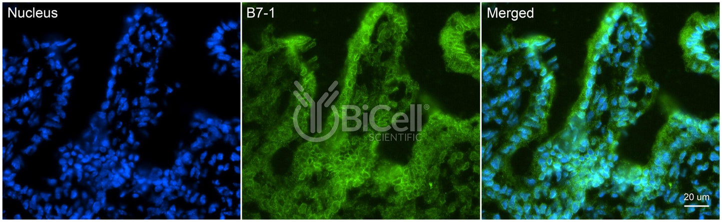 B7-1 (CD80) Antibody - FFPE Validated