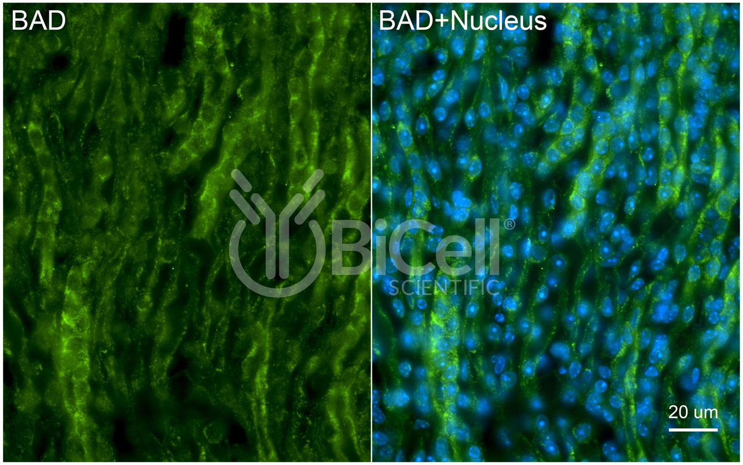 BAD (BCL2L8) Antibody - Western Blot Validated