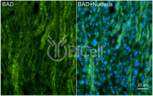 BAD (BCL2L8) Antibody - Western Blot Validated