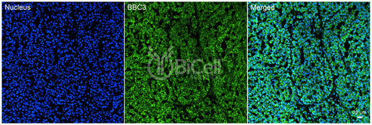 BBC3 (PUMA) Antibody - Western Blot Validated