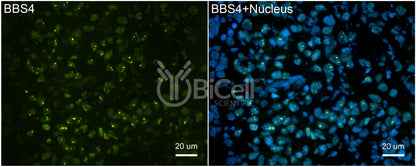BBS4 Antibody - Western Blot Validated
