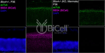 BBS4 Antibody - Western Blot Validated
