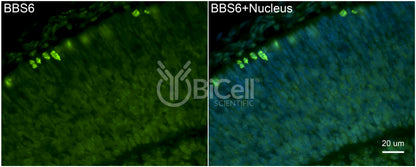 BBS6 Antibody - Western Blot Validated