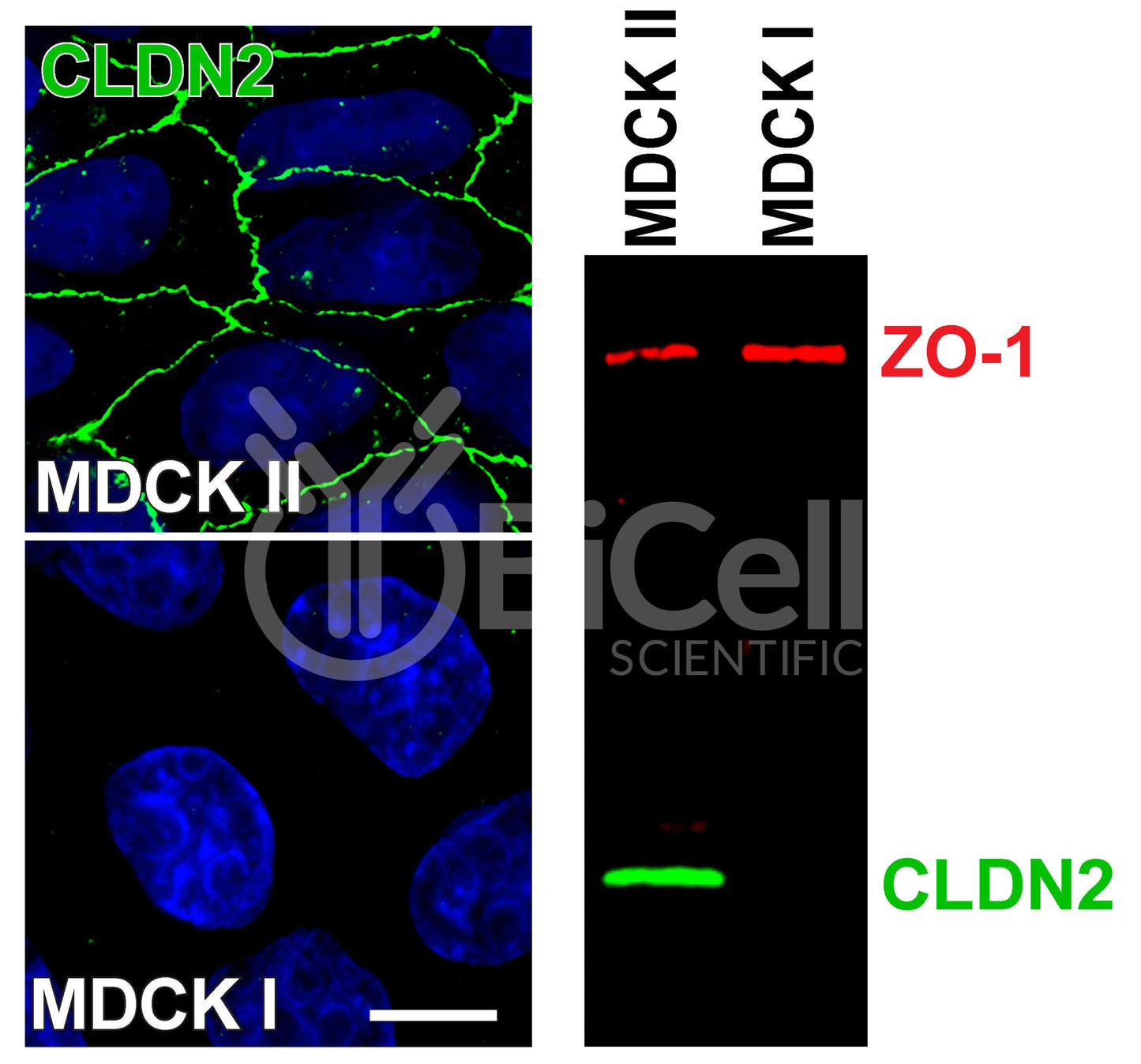 Claudin-2 (CLDN2) Monoclonal Antibody (G2 Clone) - FFPE Validated
