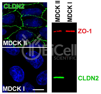 Claudin-2 (CLDN2) Monoclonal Antibody (G2 Clone) - FFPE Validated