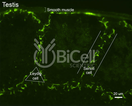 Claudin-11 (CLDN11) Antibody - Western Blot Validated