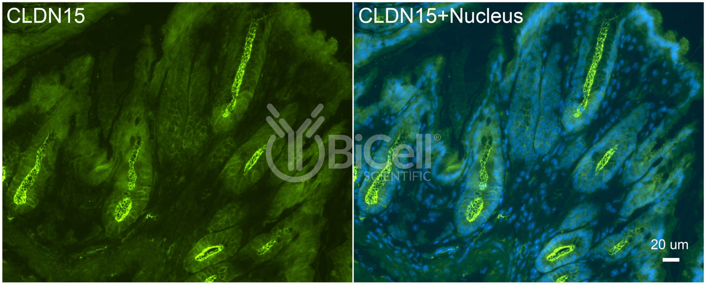 Claudin-15 (CLDN15) Antibody - FFPE Validated