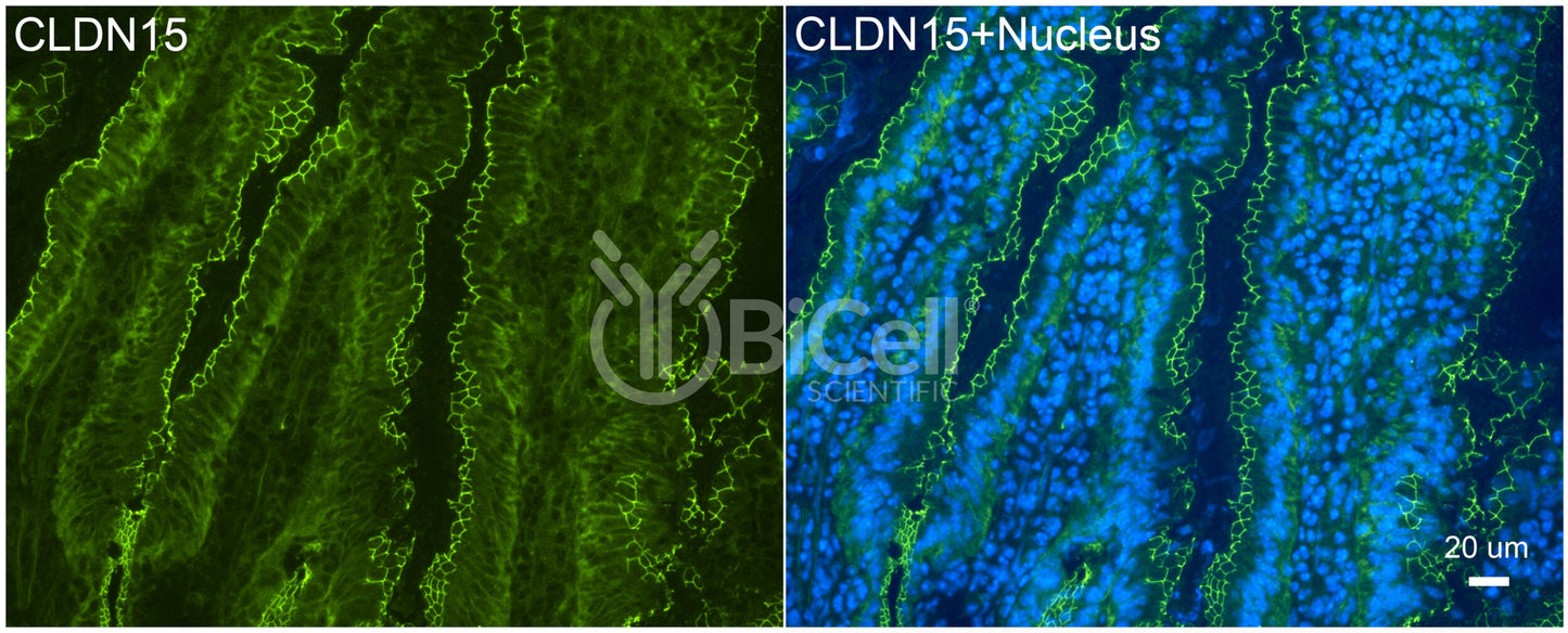 Claudin-15 (CLDN15) Antibody - FFPE Validated
