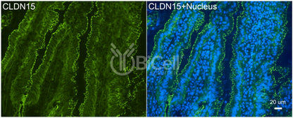 Claudin-15 (CLDN15) Antibody - FFPE Validated