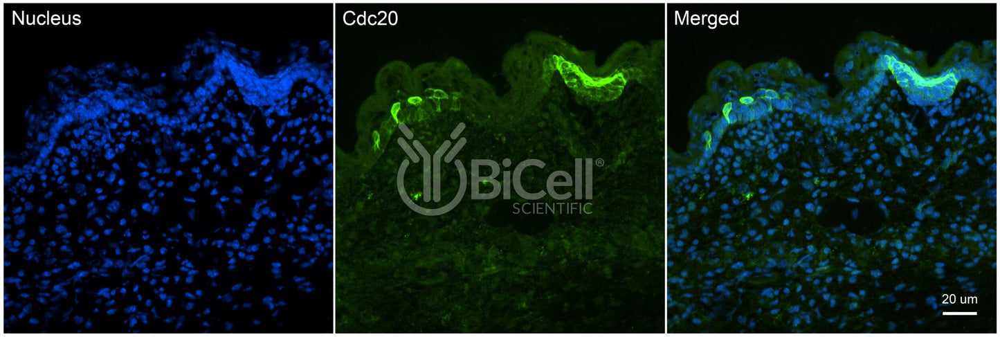 CDC20 Antibody