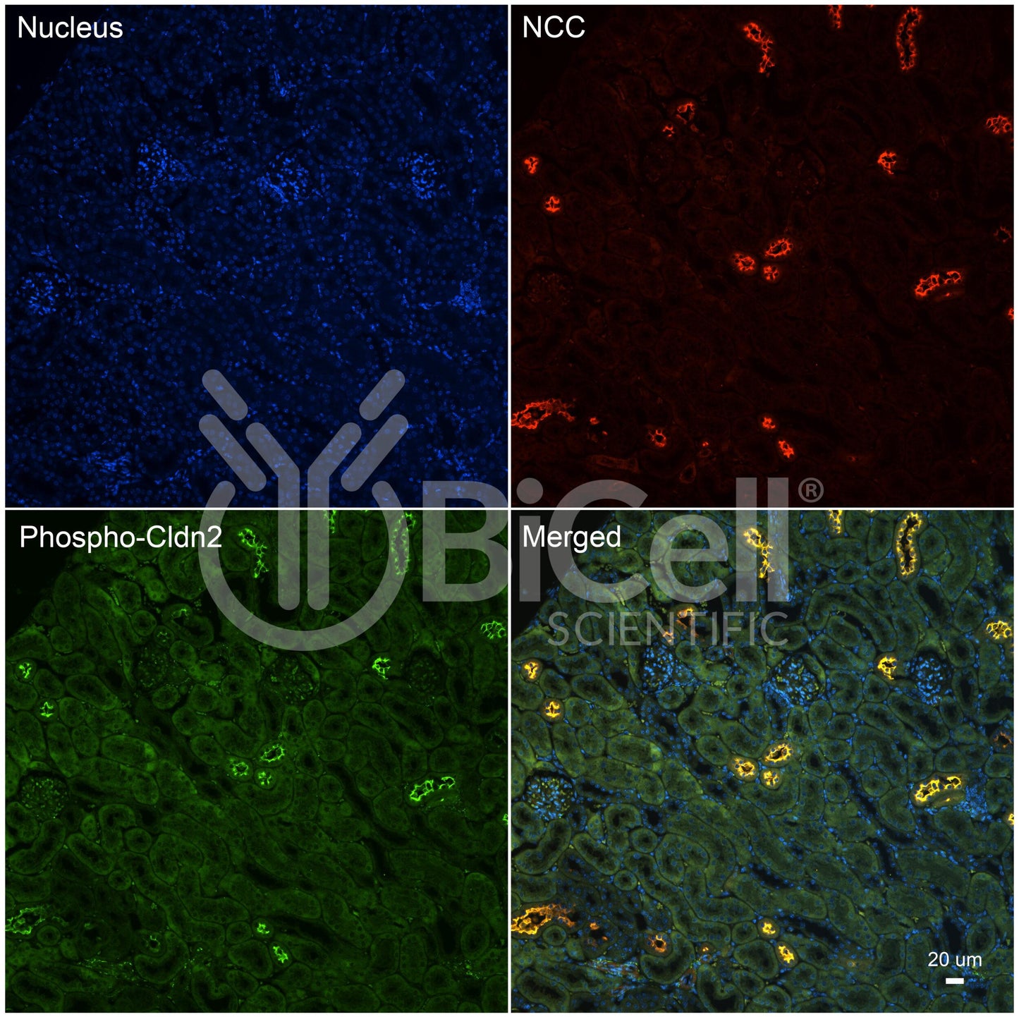 Claudin-2 (CLDN2) (Phospho-Ser208) Antibody - Western Blot Validated