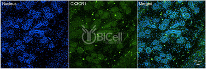 CX3CR1 (CCRL1 or GPR13) Antibody - Western Blot Validated
