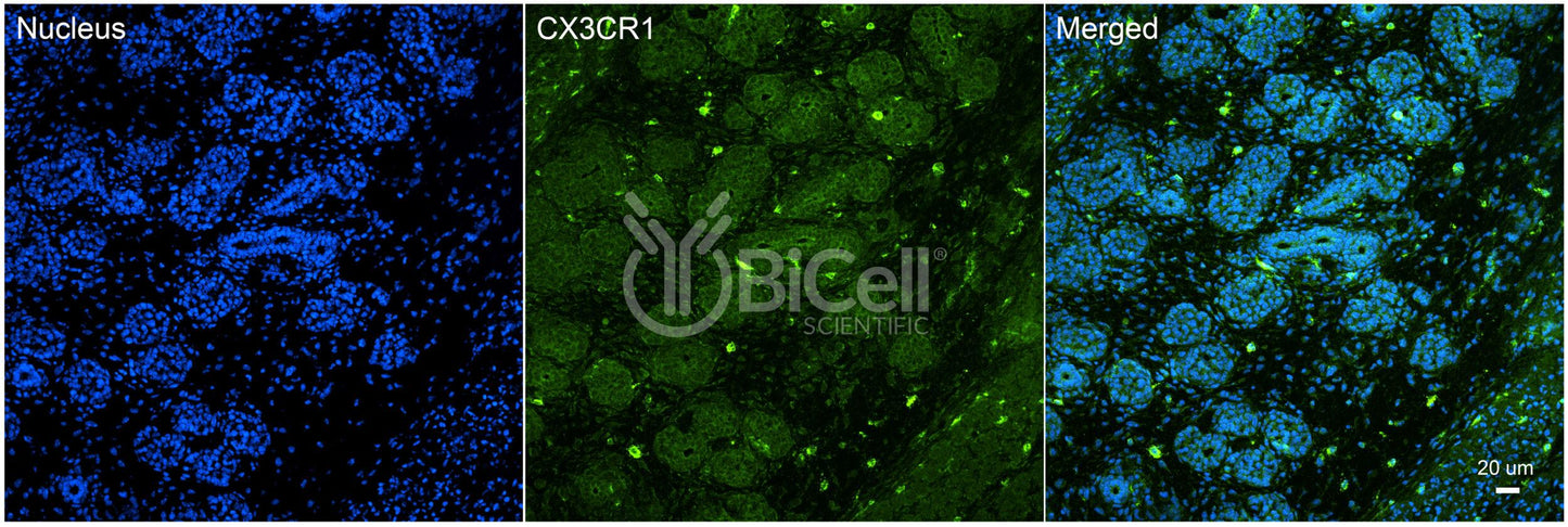 CX3CR1 (CCRL1 or GPR13) Antibody