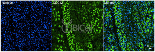 CDC42 Antibody