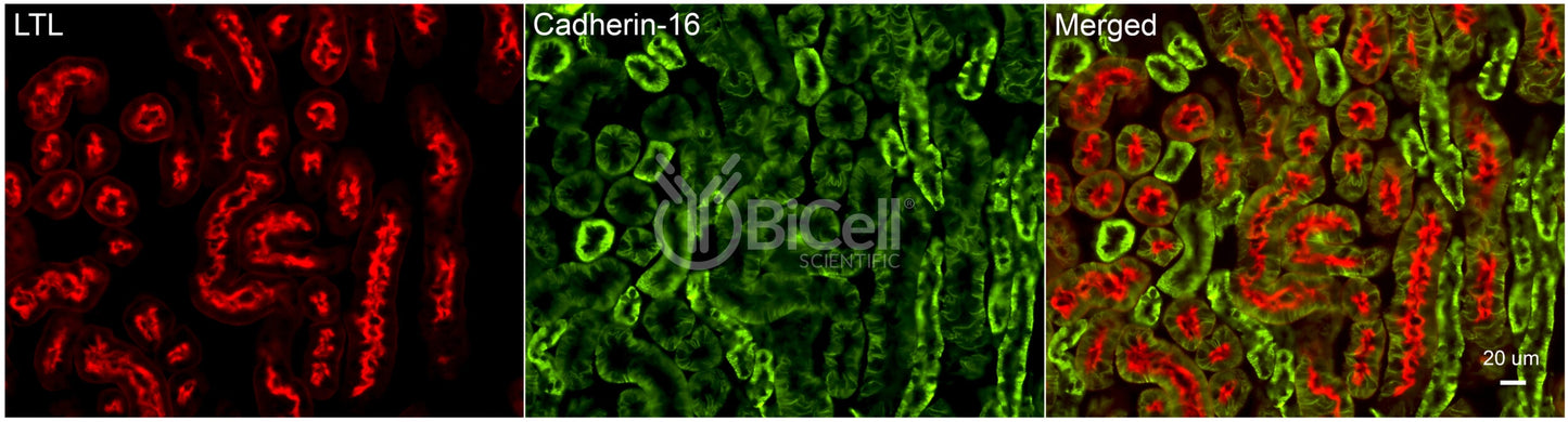 Cadherin-16 (Cdh16) Antibody - FFPE Validated