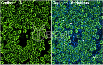 Cadherin-16 (Cdh16) Antibody - FFPE Validated