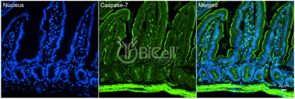 Caspase-7 (CASP7) Antibody - FFPE Validated