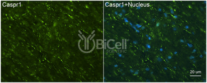 CASPR1 (CNTNAP1 or Paranodin) Antibody - Western Blot Validated