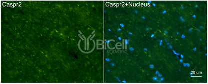 CASPR2 (CNTNAP2) Antibody