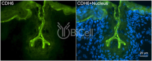 Cadherin-6 (CDH6) Antibody