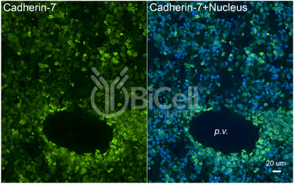 Cadherin-7 (CDH7) Antibody - FFPE Validated