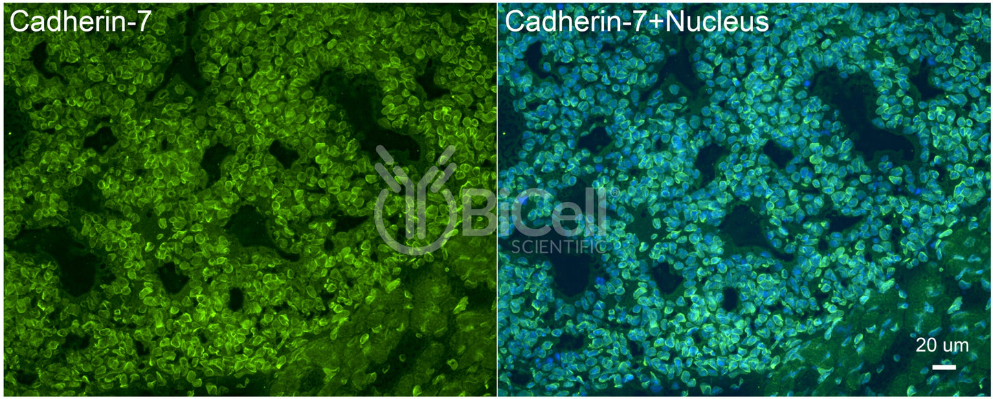 Cadherin-7 (CDH7) Antibody - FFPE Validated
