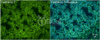 Cadherin-7 (CDH7) Antibody - FFPE Validated