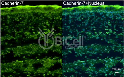 Cadherin-7 (CDH7) Antibody - FFPE Validated