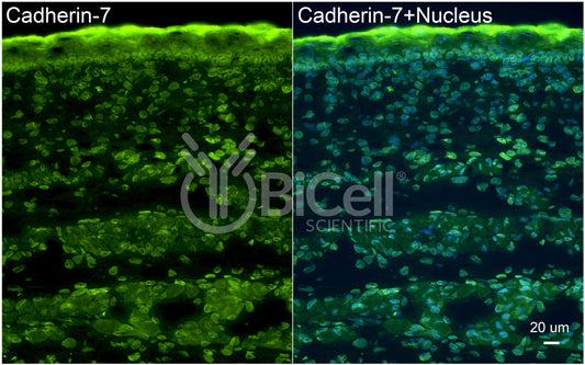 Cadherin-7 (CDH7) Antibody