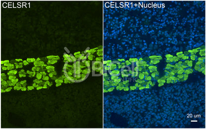 CELSR1 (CDHF9 or FMI2) Antibody - Western Blot Validated
