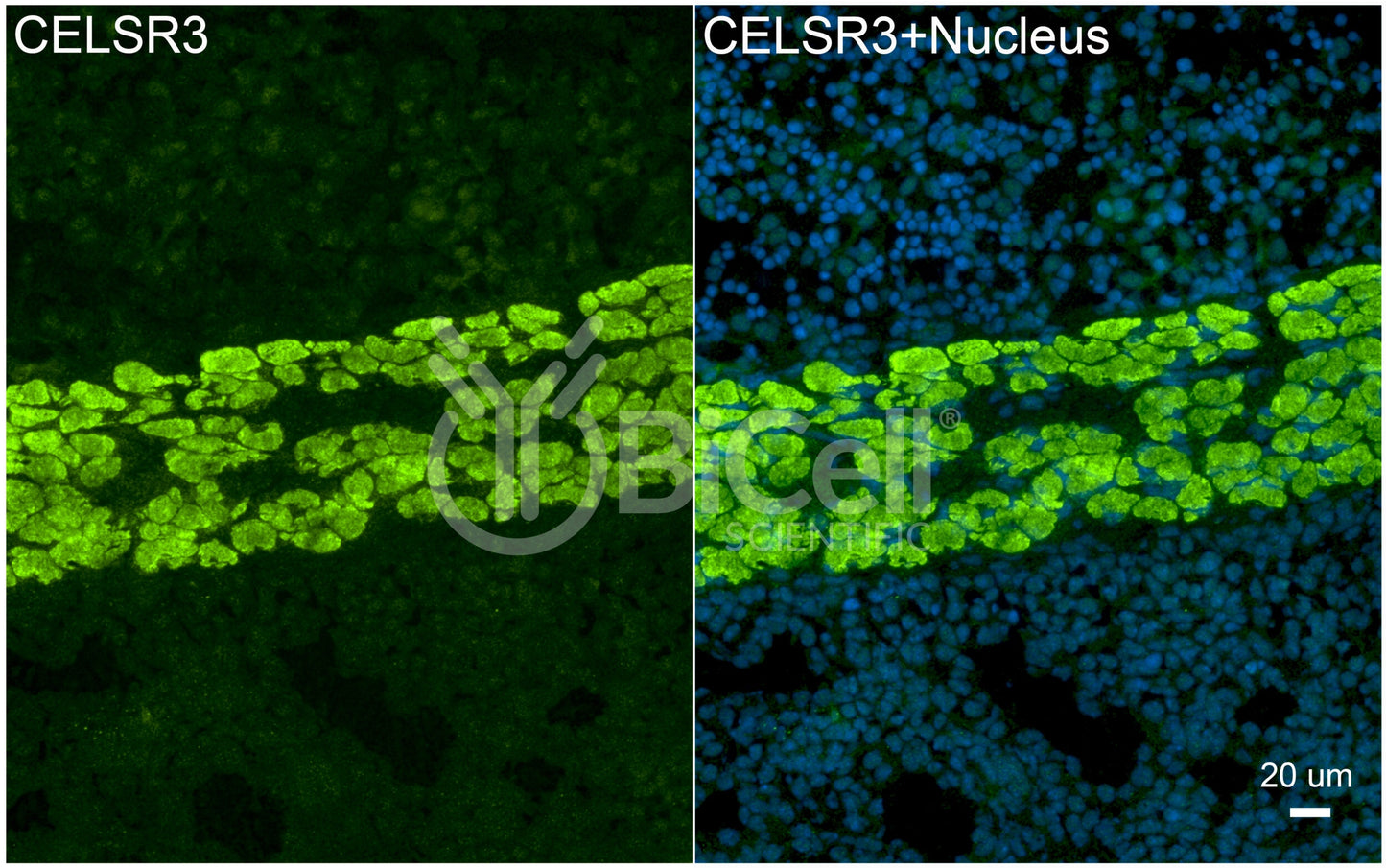 CELSR3 (CDHF11 or FMI1) Antibody